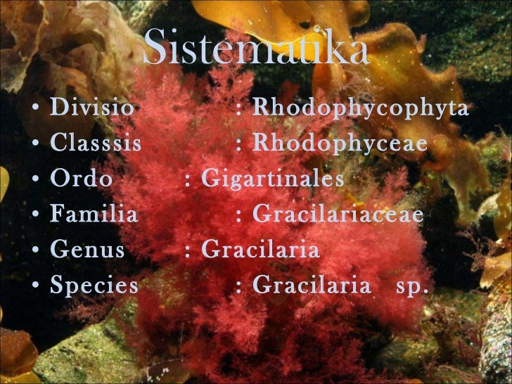 Ppt rhodophyta new