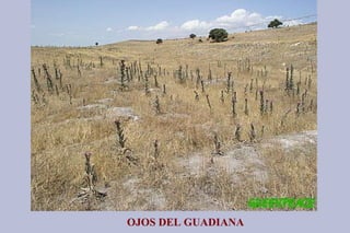 OJOS DEL GUADIANA 
