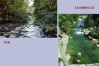 TER LLOBREGAT 