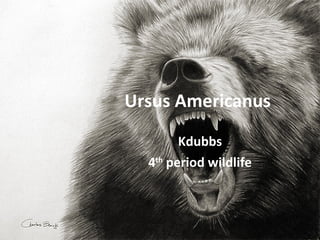 Ursus Americanus Kdubbs 4 th  period wildlife 