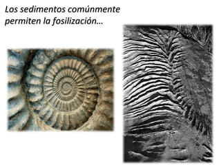 Los sedimentos comúnmenteLos sedimentos comúnmente
permiten la fosilización…permiten la fosilización…
 