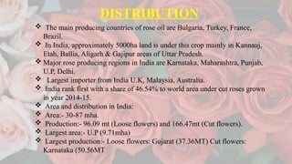 Comprehensive Guide to Production Technology of Cut Roses: Cultivation ...