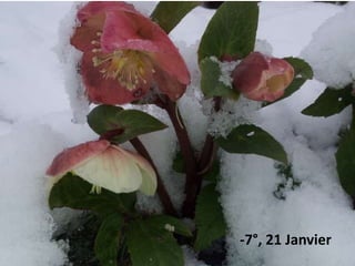 -7°, 21 Janvier
 