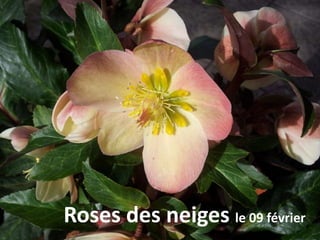 Roses des neiges le 09 février
 