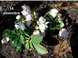 14
novembre
 