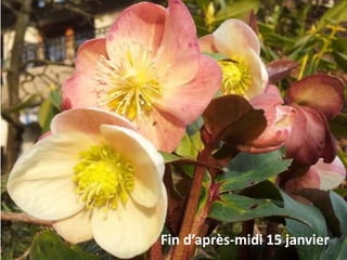 Fin d’après-midi 15 janvier
 