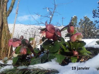 19 janvier
 