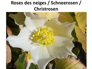Roses des neiges / Schneerosen /
Christrosen
 