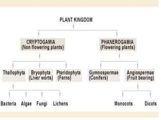 Ppt roshna corrected