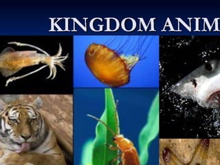 Ppt roshna corrected