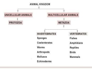 Ppt roshna corrected