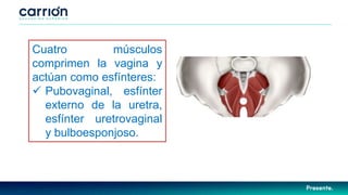 Cuatro músculos
comprimen la vagina y
actúan como esfínteres:
 Pubovaginal, esfínter
externo de la uretra,
esfínter uretrovaginal
y bulboesponjoso.
 