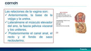 Las relaciones de la vagina son:
 Anteriormente, la base de la
vejiga y la uretra.
 Lateralmene el músculo elevador
del ano, la fascia pélvica visceral
y los uréteres.
 Posteriormente el canal anal, el
recto y el fondo de saco
rectouterino.
 