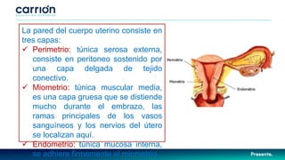La pared del cuerpo uterino consiste en
tres capas:
 Perimetrio: túnica serosa externa,
consiste en peritoneo sostenido por
una capa delgada de tejido
conectivo.
 Miometrio: túnica muscular media,
es una capa gruesa que se distiende
mucho durante el embrazo, las
ramas principales de los vasos
sanguíneos y los nervios del útero
se localizan aquí.
 Endometrio: túnica mucosa interna,
se adhiere firmemente al miometrio.
 