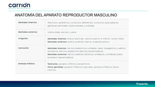 ANATOMÍA DEL APARATO REPRODUCTOR MASCULINO
 