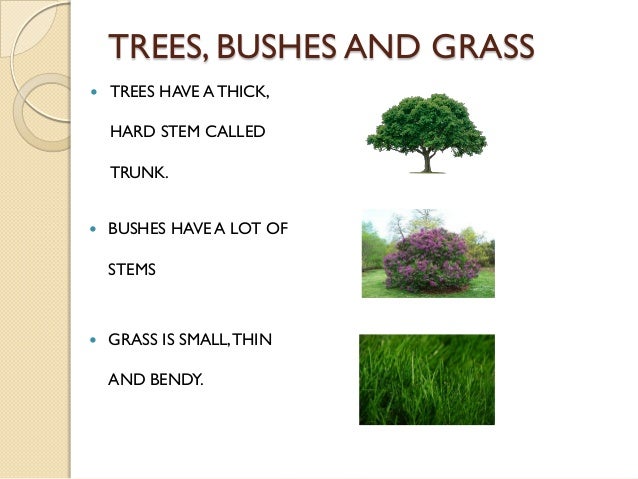 Image result for GRASSES BUSHES TREES