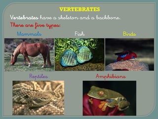 Vertebrates have a skeleton and a backbone.
There are five types:
Mammals
AmphibiansReptiles
Fish Birds
VERTEBRATES
 