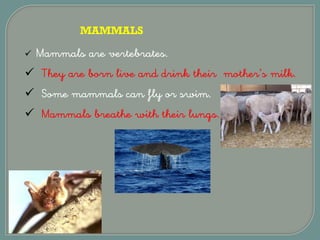 MAMMALS
 Mammals are vertebrates.
 They are born live and drink their mother’s milk.
 Some mammals can fly or swim.
 Mammals breathe with their lungs.
 