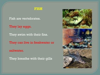 FISH
Fish are vertebrates.
They lay eggs.
They swim with their fins.
They can live in freshwater or
saltwater.
They breathe with their gills
 