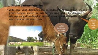 b. Sistem pasture fattening
• yaitu sapi yang digembalakan di padang penggembalaan sepanjan
g hari. Dengan sistem ini, ada ternak yang tidak dikandangkan dan
ada juga yang dikandangkan setelah malam hari atau pada
saat matahari bersinar terik
Makan
konsentrat
geh makk
Hiajaun
juga
sehat
nak
 