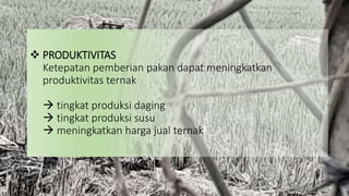  PRODUKTIVITAS
Ketepatan pemberian pakan dapat meningkatkan
produktivitas ternak
 tingkat produksi daging
 tingkat produksi susu
 meningkatkan harga jual ternak
 