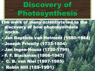 Discovery of
Photosynthesis
The work of many scientists led to the
discovery of how photosynthesis
works.
Jan Baptista van Helmont (1580-1644)
Joseph Priestly (1733-1804)
Jan Ingen-Housz (1730-1799)
F. F. Blackman (1866-1947)
 C. B. van Niel (1897-1985)
 Robin Hill (189-1991)
 