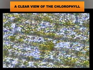 A CLEAR VIEW OF THE CHLOROPHYLL
 