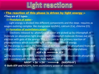  The reaction of this phase is driven by light energy :-
They are of 2 types-
(i) Photolysis of water:-
Light energy is divided into different components and the steps requires as
oxygen evolving complex like manganese ion(Mn), calcium (Ca), chlorine (Cl).
(ii) Formation of assimilatory power:-
Electrons released by photolysis of water are picked up by chlorophyll. A
molecule on absorption light energy. Each chlorophyll molecule throws out an
electron with gain of the energy. This is known as the primary reaction of
photosynthesis which converse light energy into chemical energy.
 The energy is used in the formation of ATP(adenosine tri phosphate) from ADP
and phosphate with the help of the light energy is called phospharylations.
ADP + Pi ATP
 The electrons ultimately activate NADP(nicotinamide dinucleotide phosphate )
and it combine with hydrogen to form NADPH2.
NADP+ + 2e- + 2H+ (NADPH+H+)
 Both ATP and NADPH2 form assimilatory power of reaction.
 