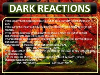 DARK REACTIONS
It is actually light independent reaction which can occur both in light and as well in
dark.
It requires the energy and reducing power contained in assimilatory power of light
reaction.
The common pathway of the biosynthetic phase is Kelvin cycle which convert
carbondioxide into glucose by a series of reaction.
Carbondioxide combines ribulose biphosphate in the presence of enzyme ribulose
biphosphate carboxylaze or rubisco.
It produces two molecules of phosphoglyceric acid (PGA).
RuBP+ CO2 2GPA
This glucose then converts into starch and stored in the leaves or flow in the phloem
as liquid glucose.
in the presence of ATP, phosphoglyceric acid is reduced by NADPH2 to form
glyceraldehydrade phosphate.
PGA+ATP+ NADPH2 GAP+NADP+ADP+Pi
 