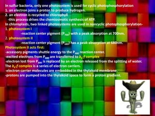 In sulfur bacteria, only one photosystem is used for cyclic photophosphorylation
1. an electron joins a proton to produce hydrogen.
2. an electron is recycled to chlorophyll
-this process drives the chemiosmotic synthesis of ATP.
In chloroplasts, two linked photosystems are used in noncyclic photophosphorylation-
1. photosystem I
-reaction center pigment (P700) with a peak absorption at 700nm.
2. photosystem II
-reaction center pigment (P680) has a peak absorption at 680nm.
Photosystem II acts first:
-accessory pigments shuttle energy to the P680 reaction center.
-excited electrons from P680 are transferred to b6-f complex
-electron lost from P680 is replaced by an electron released from the splitting of water.
The b6-f complex is a series of electron carriers.
-electron carrier molecules are embedded in the thylakoid membrane.
-protons are pumped into the thylakoid space to form a proton gradient.
 