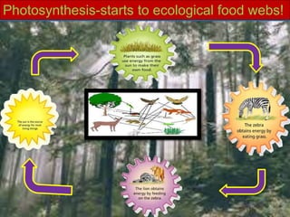 Photosynthesis-starts to ecological food webs!
 