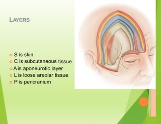 LAYERS
 S is skin
 C is subcutaneous tissue
 A is aponeurotic layer
 L is loose areolar tissue
 P is pericranium
 