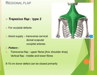 REGIONAL FLAP
 Trapezius flap : type 2
 For occipital defects
 blood supply :- transverse cervical
dorsal scapular
occipital arteries
 Pattern :
Transverse flap : upper fibres [A/w shoulder drop]

Vertical flap : middle and lower fibres
8-10 cm donor defect can be closed primarily
 