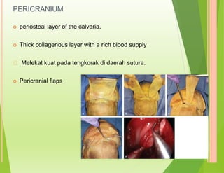 PERICRANIUM
 periosteal layer of the calvaria.
 Thick collagenous layer with a rich blood supply
Melekat kuat pada tengkorak di daerah sutura.
 Pericranial flaps
 