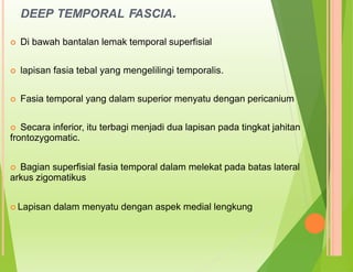 DEEP TEMPORAL FASCIA.
 Di bawah bantalan lemak temporal superfisial
 lapisan fasia tebal yang mengelilingi temporalis.
 Fasia temporal yang dalam superior menyatu dengan pericanium
 Secara inferior, itu terbagi menjadi dua lapisan pada tingkat jahitan
frontozygomatic.
 Bagian superfisial fasia temporal dalam melekat pada batas lateral
arkus zigomatikus
 Lapisan dalam menyatu dengan aspek medial lengkung
 