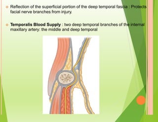  Reflection of the superficial portion of the deep temporal fascia : Protects
facial nerve branches from injury.
 Temporalis Blood Supply : two deep temporal branches of the internal
maxillary artery: the middle and deep temporal
 