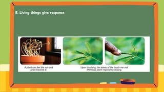 5. Living things give response
 