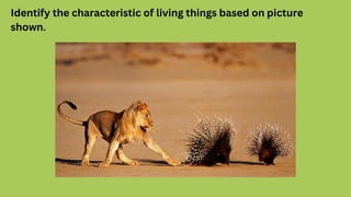 Identify the characteristic of living things based on picture
shown.
 