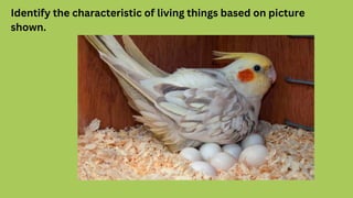 Identify the characteristic of living things based on picture
shown.
 