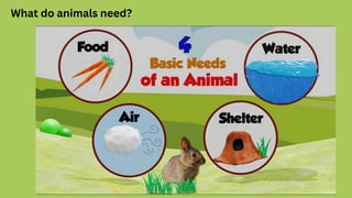 What do animals need?
 