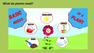 What do plants need?
 
