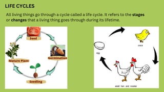 LIFE CYCLES
All living things go through a cycle called a life cycle. It refers to the stages
or changes that a living thing goes through during its lifetime.
 