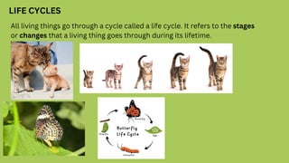 LIFE CYCLES
All living things go through a cycle called a life cycle. It refers to the stages
or changes that a living thing goes through during its lifetime.
 
