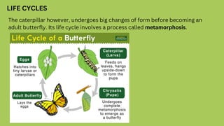 LIFE CYCLES
The caterpillar however, undergoes big changes of form before becoming an
adult butterfly. Its life cycle involves a process called metamorphosis.
 