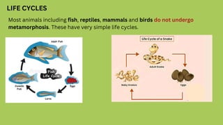LIFE CYCLES
Most animals including fish, reptiles, mammals and birds do not undergo
metamorphosis. These have very simple life cycles.
 