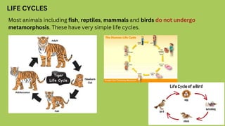 LIFE CYCLES
Most animals including fish, reptiles, mammals and birds do not undergo
metamorphosis. These have very simple life cycles.
 