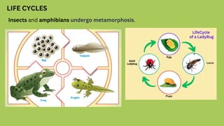 LIFE CYCLES
Insects and amphibians undergo metamorphosis.
 