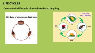 LIFE CYCLES
Compare the life cycle of a cockroach and lady bug.
 