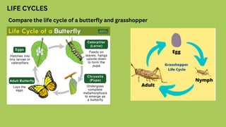 LIFE CYCLES
Compare the life cycle of a butterfly and grasshopper
 