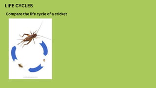 LIFE CYCLES
Compare the life cycle of a cricket
 